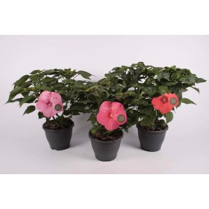 Tre piante di Altea (Ibisco) in vaso con fiori rosa e rossi.