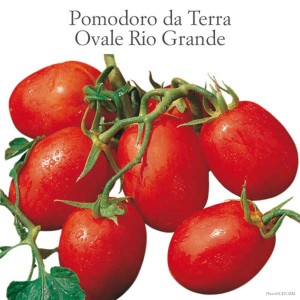 Pomodori rossi ovali freschi Rio Grande, Ortaggi da frutto.