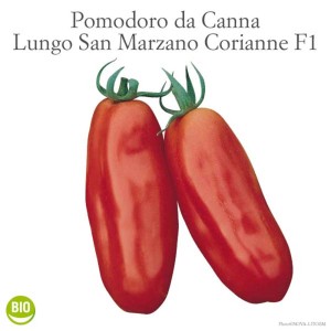 Due pomodori San Marzano rossi allungati, una varietà di Ortaggi da frutto.