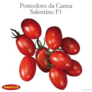 Pomodori rossi e oblunghi 'Pomodoro da Canna Salentino F1' su un ramo.