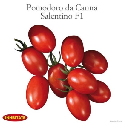 Pomodoro salentino F1 innestato vaso 14 cm