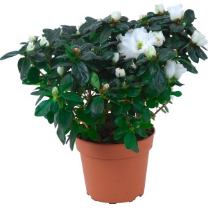 Azalea da interno bianca in vaso marrone, diametro vaso circa 14 cm.
