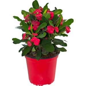 t.b.t. in vaso rosso, una pianta fiorita da balcone e terrazza.