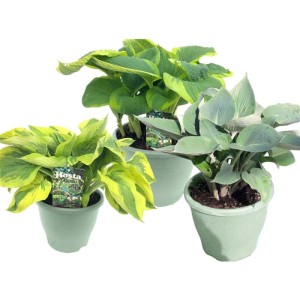 Pianta Hosta verde vaso 19 cm