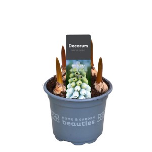 Giacinto a grappolo (Muscari) in vaso, una pianta bulbosa da fiore per il giardino o il balcone.