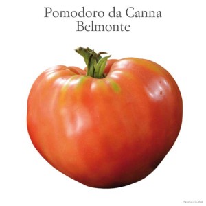 Pomodoro Belmonte rosso, un frutto succoso della categoria Ortaggi da frutto.
