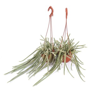 Aporocactus flagelliformis piante grasse vaso basket Ø 14 cm