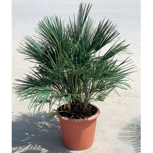 t.b.t. in vaso, un arbusto decorativo per il giardino o la terrazza.