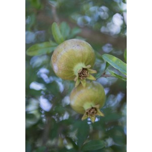 Due melograni verdi sull'albero, Categoria: Ulteriori alberi da frutta.