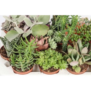 Diverse piante grasse in vaso, ideali per interni o balconi.