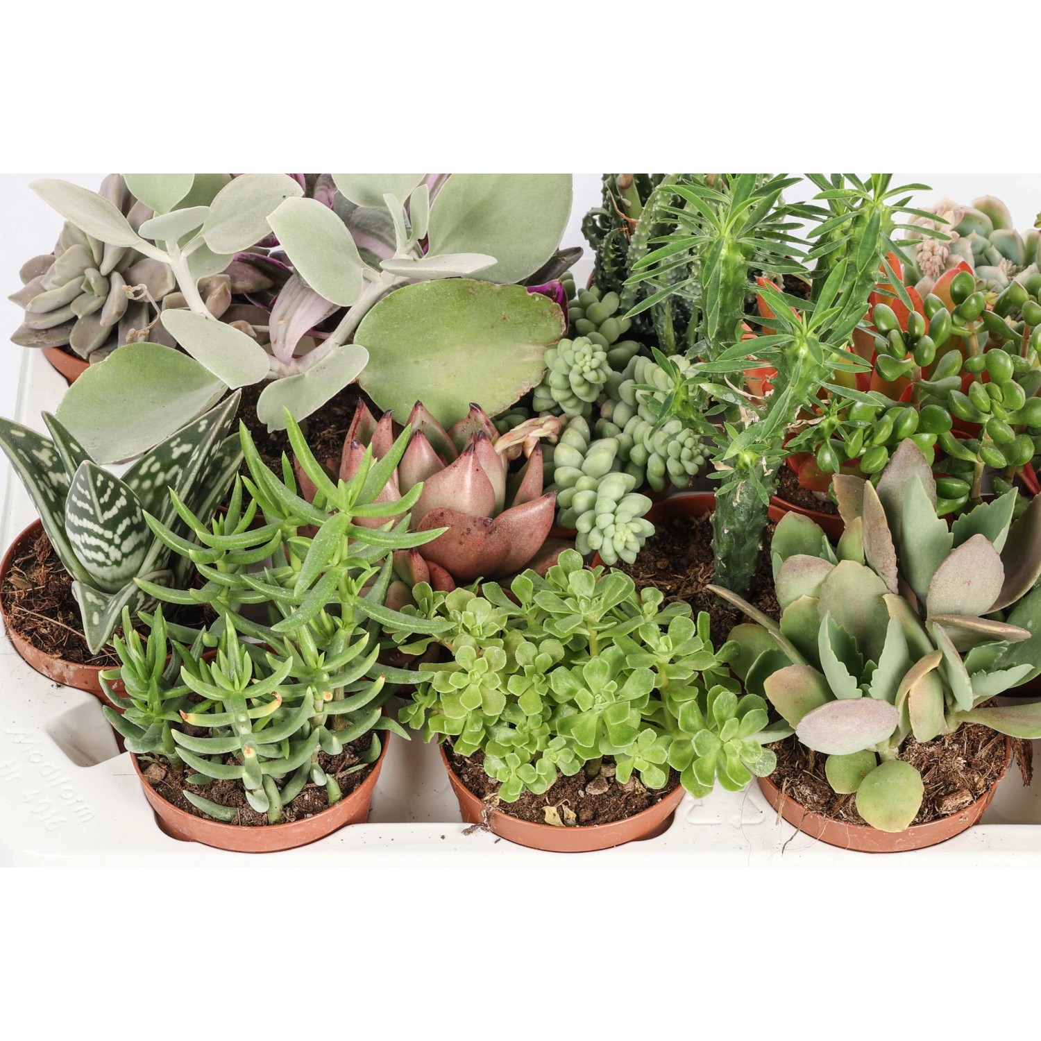 set piantine grasse succulente assortite