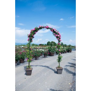 Arco di rose con rose rosa, ideale per il giardino. Rosa rampicante.