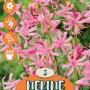 Amarillide da giardino Nerine bowdenii rosa, ideale per aiuole e vasi.