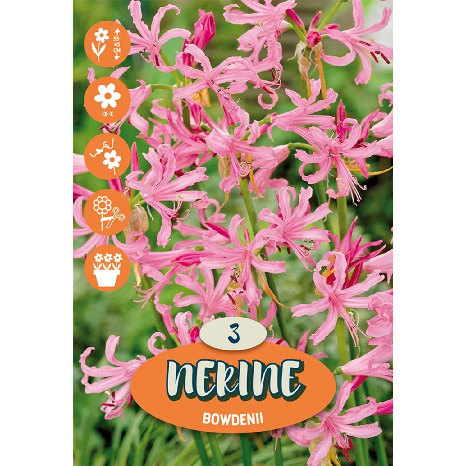 Amarillide da giardino Nerine bowdenii rosa, ideale per aiuole e vasi.