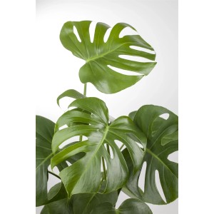 Monstera Deliciosa verde in vaso, pianta d'appartamento decorativa con foglie caratteristiche.