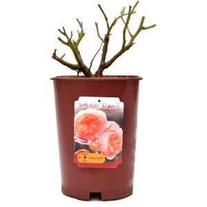 Rosa antica in vaso, varietà Chippendale. Rose nostalgiche con fiori color albicocca.