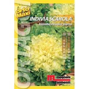 Confezione di semi di indivia scarola (t.b.t.) per la coltivazione di ortaggi in giardino.