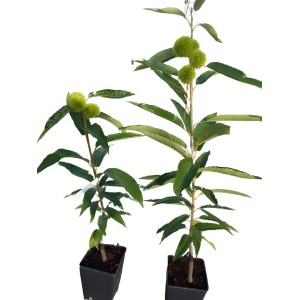 Due giovani piante di t.b.t. in vaso con foglie verdi e grappoli di frutti.