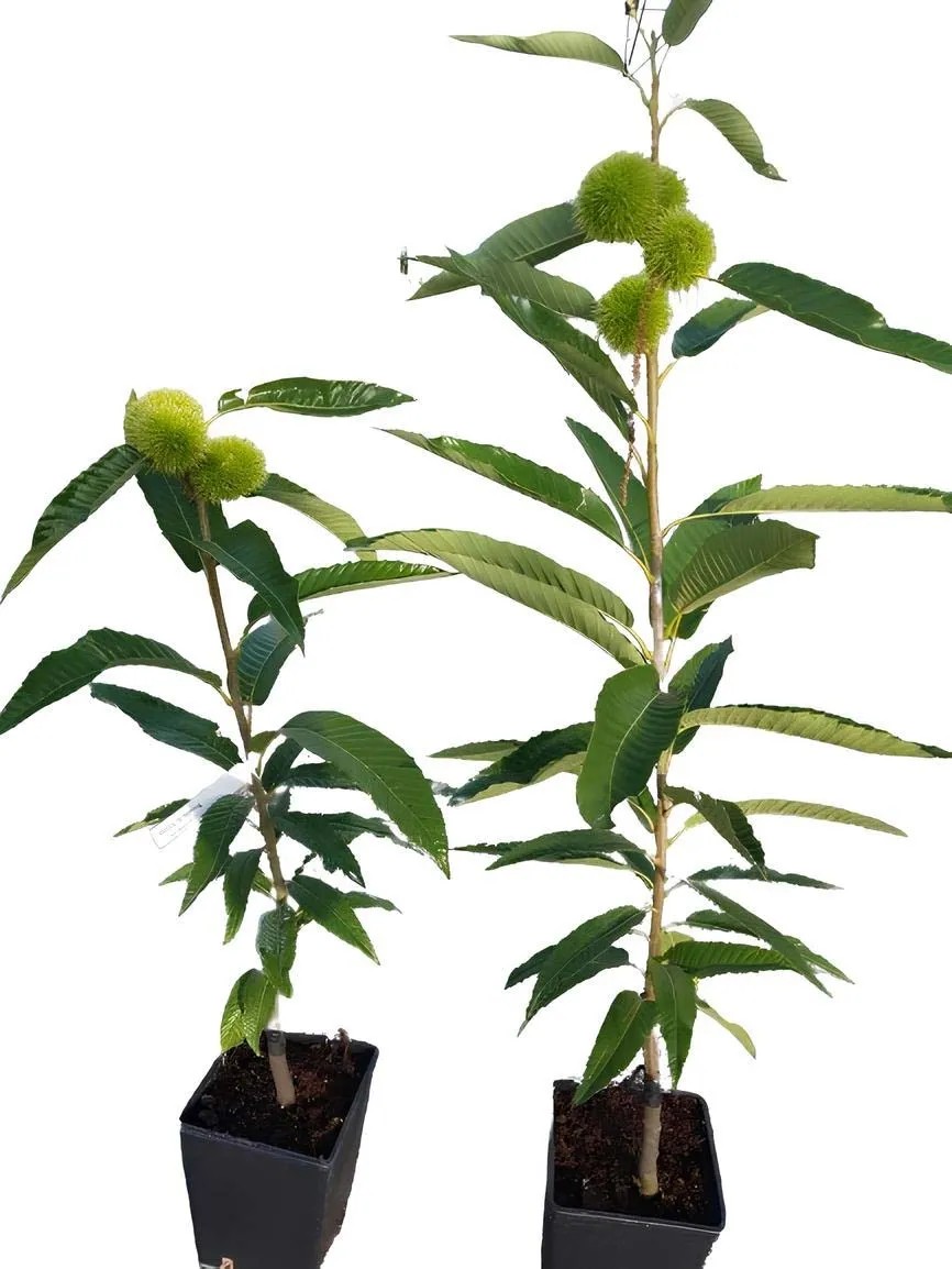 Castagno | Castanea sativa Miller