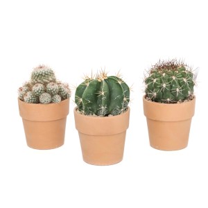 Tre diversi cactus in vasi di terracotta. Varietà di piante grasse.