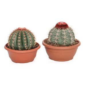 Due piante di cactus globosi in vasi marroni. Varietà di piante grasse per luoghi soleggiati.
