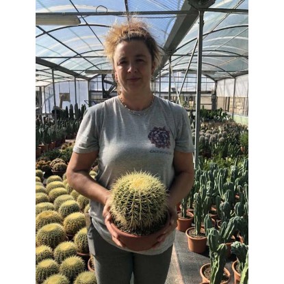 Echinocactus grusoni vaso 20 cm