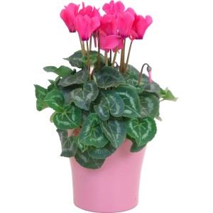 Ciclamino Midi a fiore grande in vaso rosa (dimensione del vaso circa 12 cm).