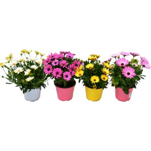 Piante da balcone t.b.t. di vari colori in vaso (bianco, rosa, giallo) per terrazza e balcone.