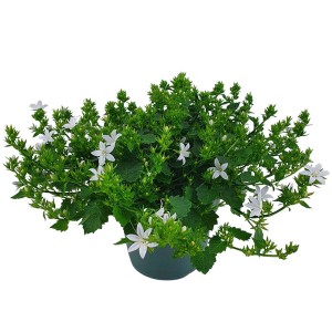 Campanula dalmata (Campanula portenschlagiana) in vaso con fiori bianchi.