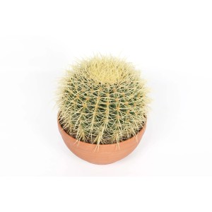 Cactus rotondo verde con spine gialle in vaso di terracotta.