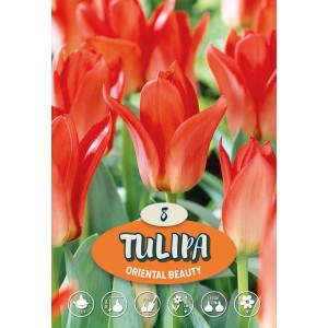 Tulipani rossi Oriental Beauty come bulbi da fiore per il giardino.