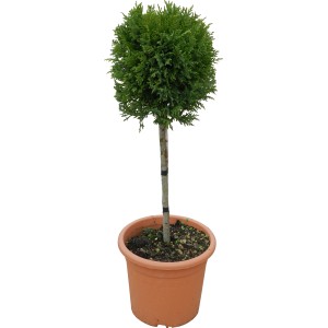 Cipresso di Leyland 'Pyramidalis' in vaso, ca. 65 cm di altezza, forma sagomata, sempreverde.