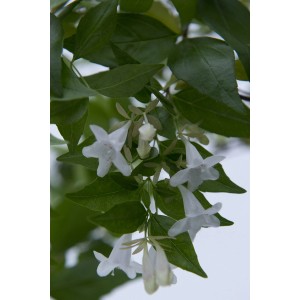 Infiorescenze dell'arbusto ornamentale t.b.t. con fiori bianchi a forma di campana e foglie verdi.