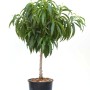 Peschi a sfera in vaso, foglie verdi. Albero ornamentale per giardino e terrazza.