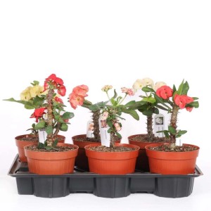 Euphorbia Milii pianta succulenta in vaso Ø 15 cm