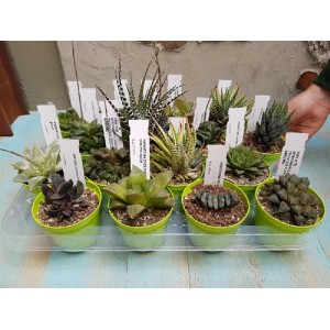 Diverse piante grasse in vasi verdi su un vassoio. Varietà di Piante Grasse.