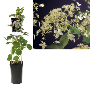 Ortensia paniculata 't.b.t.' in vaso con fiori bianchi.