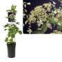 Ortensia paniculata 't.b.t.' in vaso con fiori bianchi.