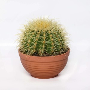 Echinocactus grusonii Cactus vaso Ø 17 cm