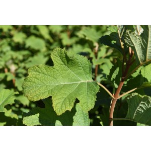 Primo piano di una foglia verde di un arbusto t.b.t.