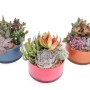 Tre ciotole colorate piantate con varie piante grasse e cactus.