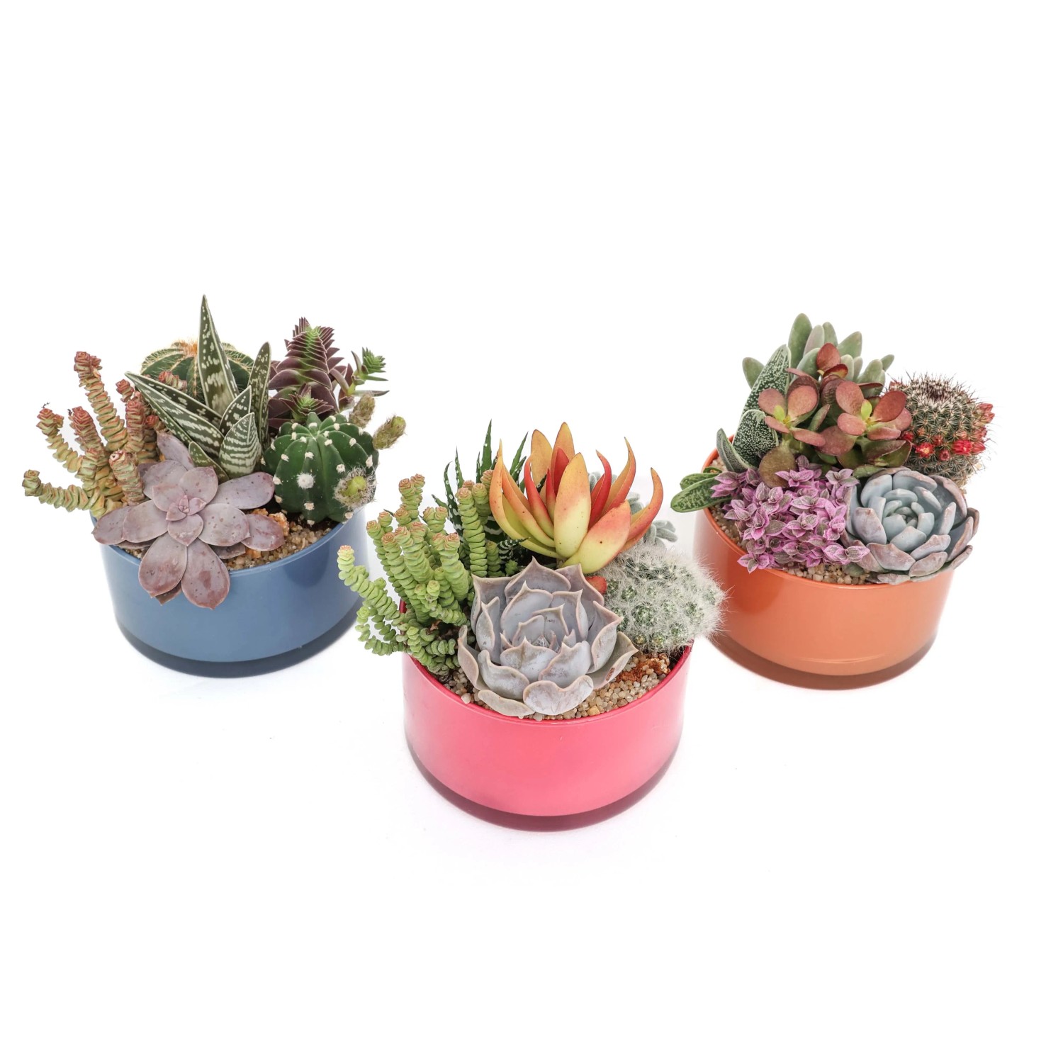 Tre ciotole colorate piantate con varie piante grasse e cactus.
