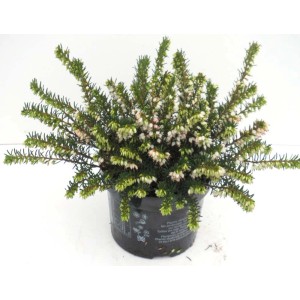 Erica invernale in vaso con fiori bianchi. Calluna a fioritura invernale.