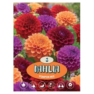 Mix di dalie Pompon in vari colori, ideale per aiuole e bordure.