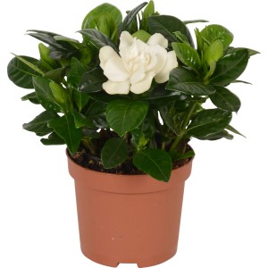 GROW by OBI Gardenia con fiore bianco crema in vaso marrone, ca. 9 cm Ø.