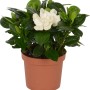 GROW by OBI Gardenia con fiore bianco crema in vaso marrone, ca. 9 cm Ø.