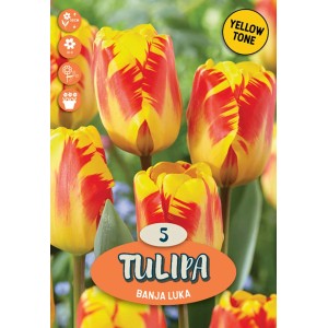 Tulipani "Banja Luka" giallo-rossi come bulbi da fiore per il giardino.