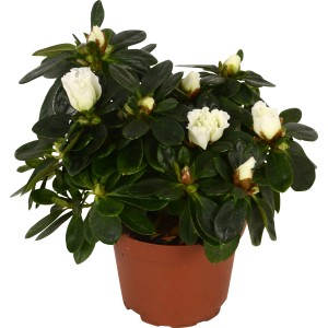 Mix di azalee in vaso marrone, ca. 9 cm, con fiori bianchi e foglie verdi.