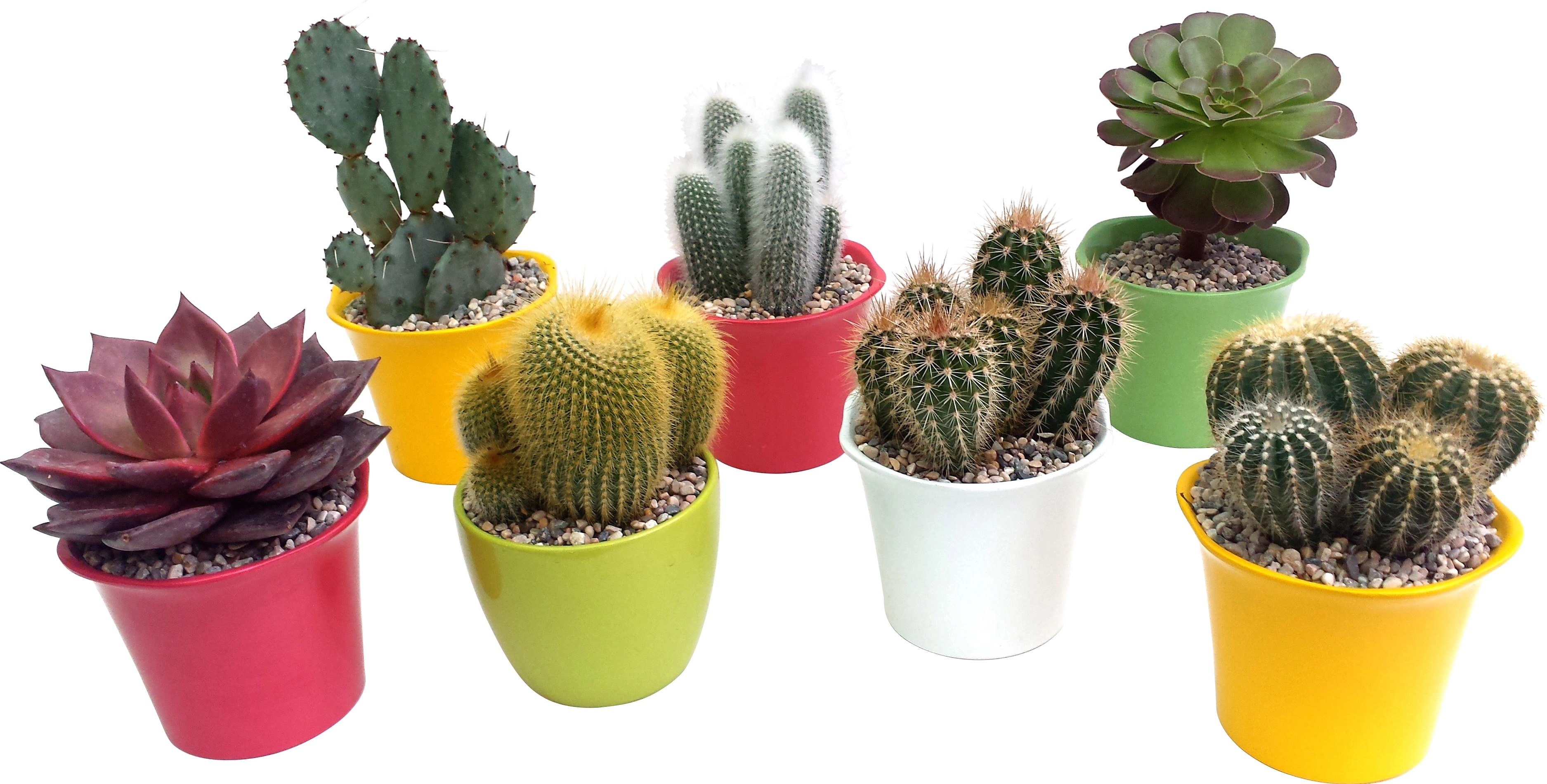 Cactus esemplari vaso 13 cm