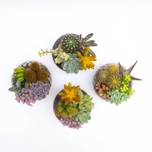 Vari cactus e piante grasse in vasi decorativi, ideali come decorazioni da tavolo.